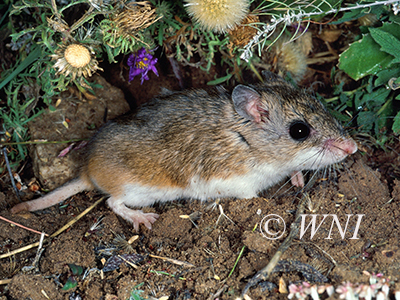 Onychomys leucogaster, Northern Grasshopper Mouse